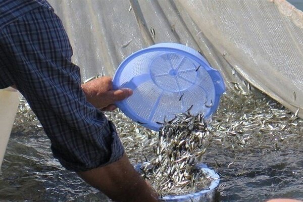 رهاسازی ۱۳۰ میلیون قطعه بچه ماهی استخوانی در منابع اّب های طبیعی گیلان